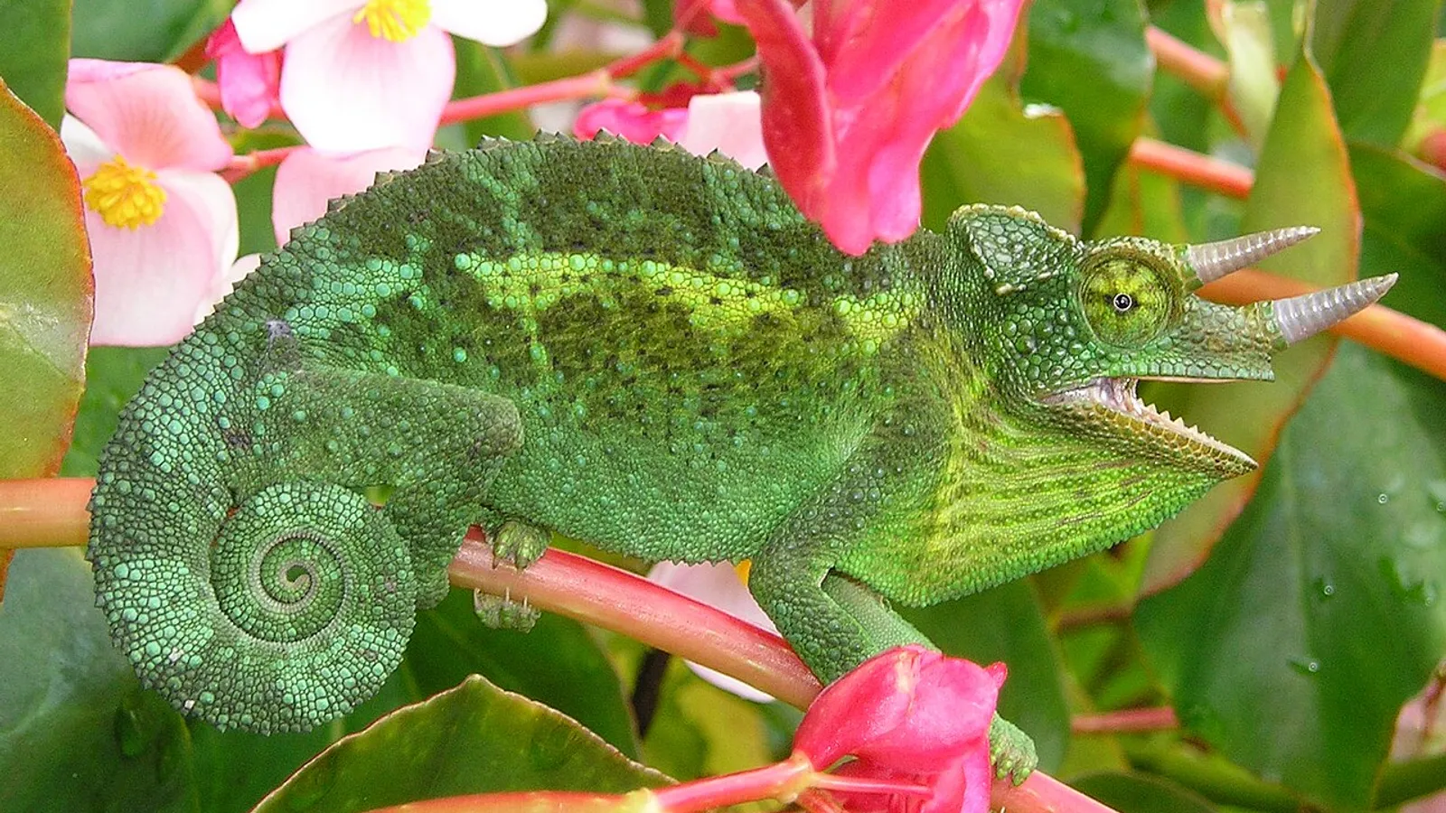 Camaleonte di Jackson (Trioceros jacksonii)