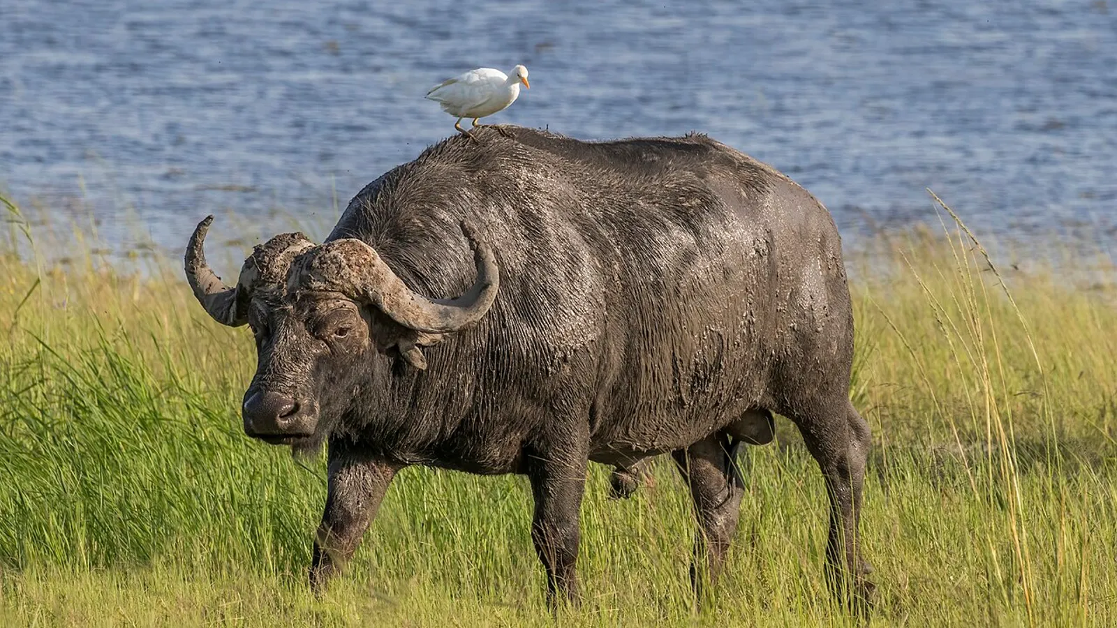 Bufalo africano (Syncerus caffer)