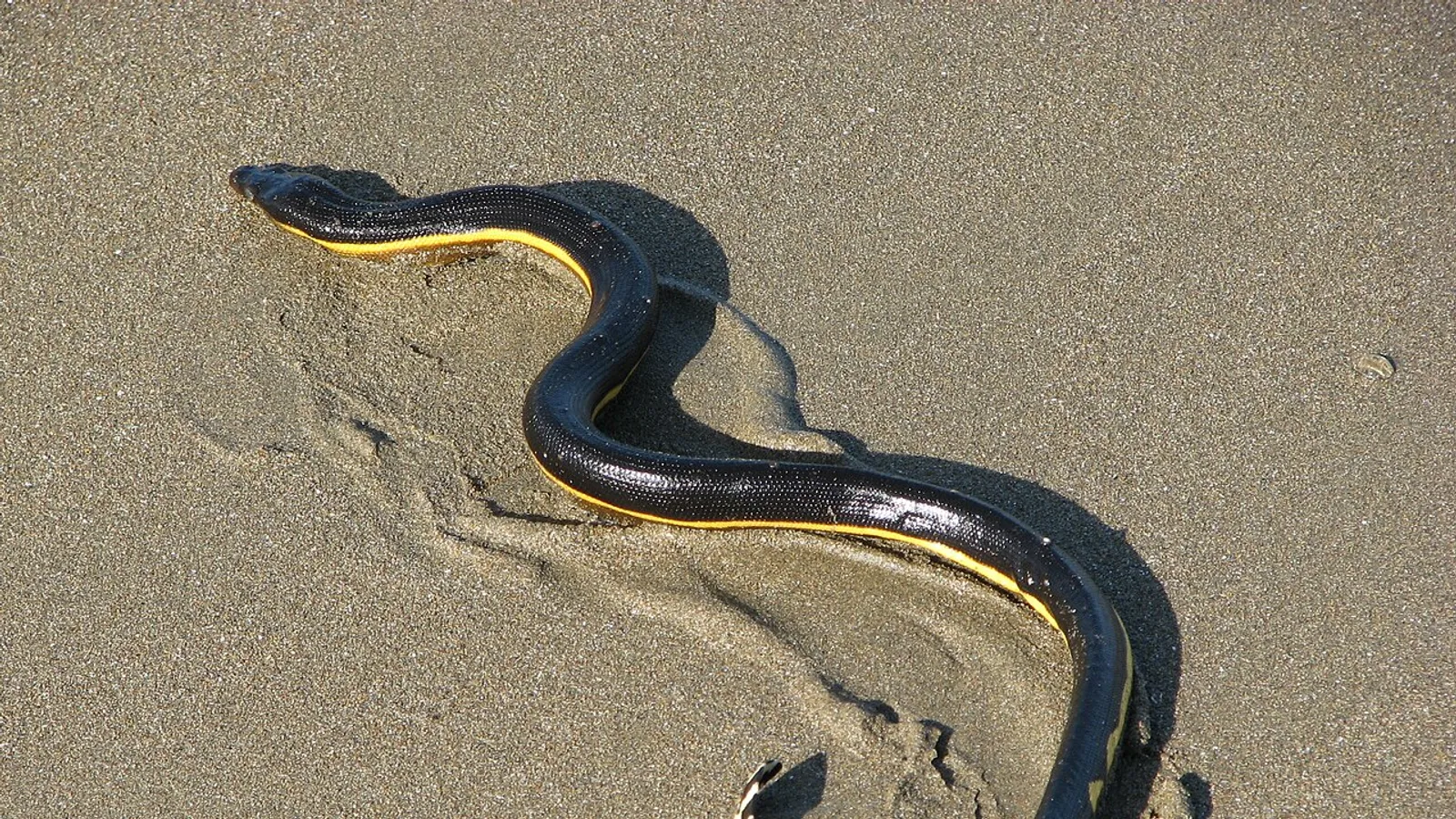 Serpente marino pelagico (Hydrophis platurus)