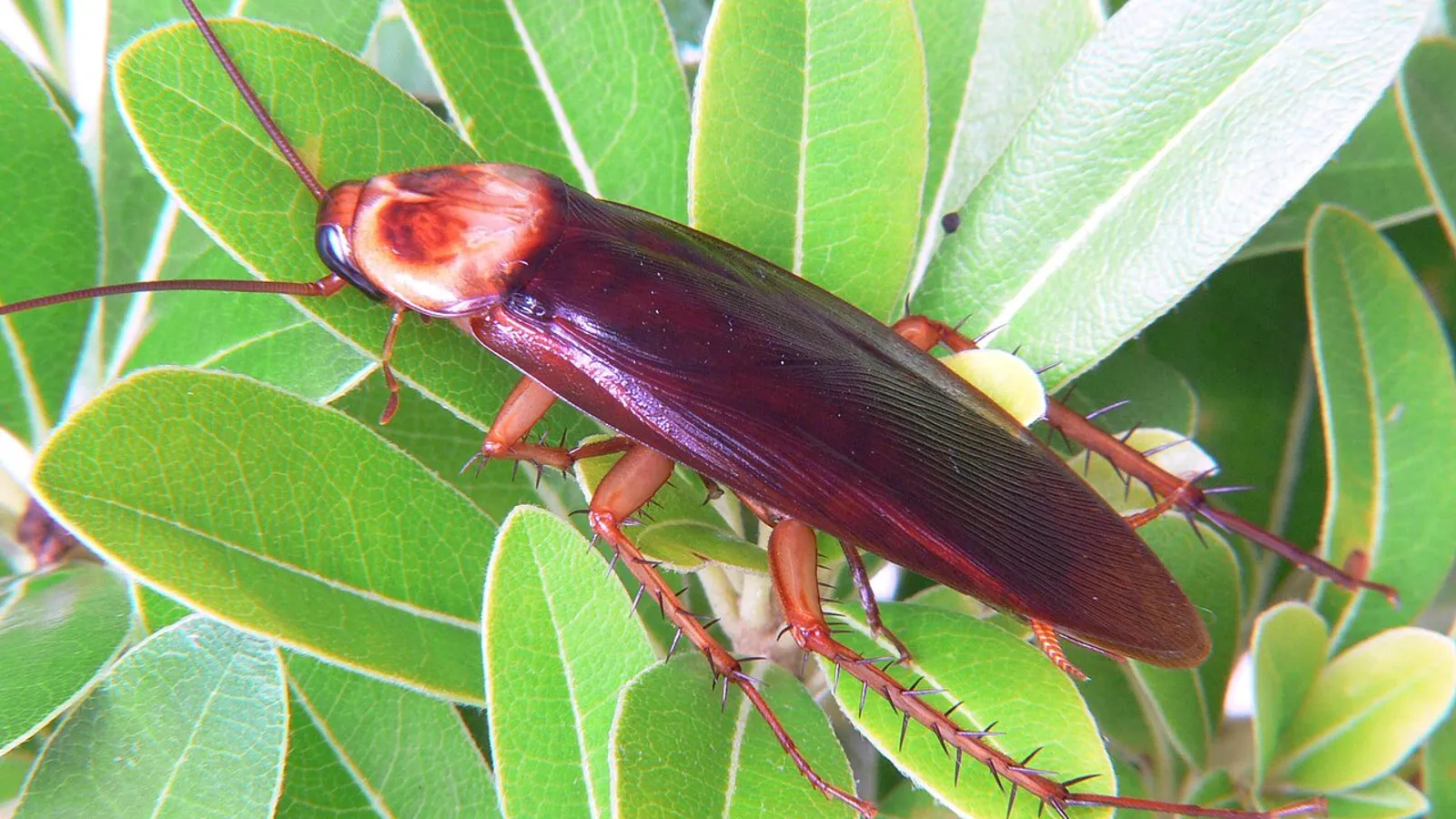 Blatta americana (Periplaneta americana)