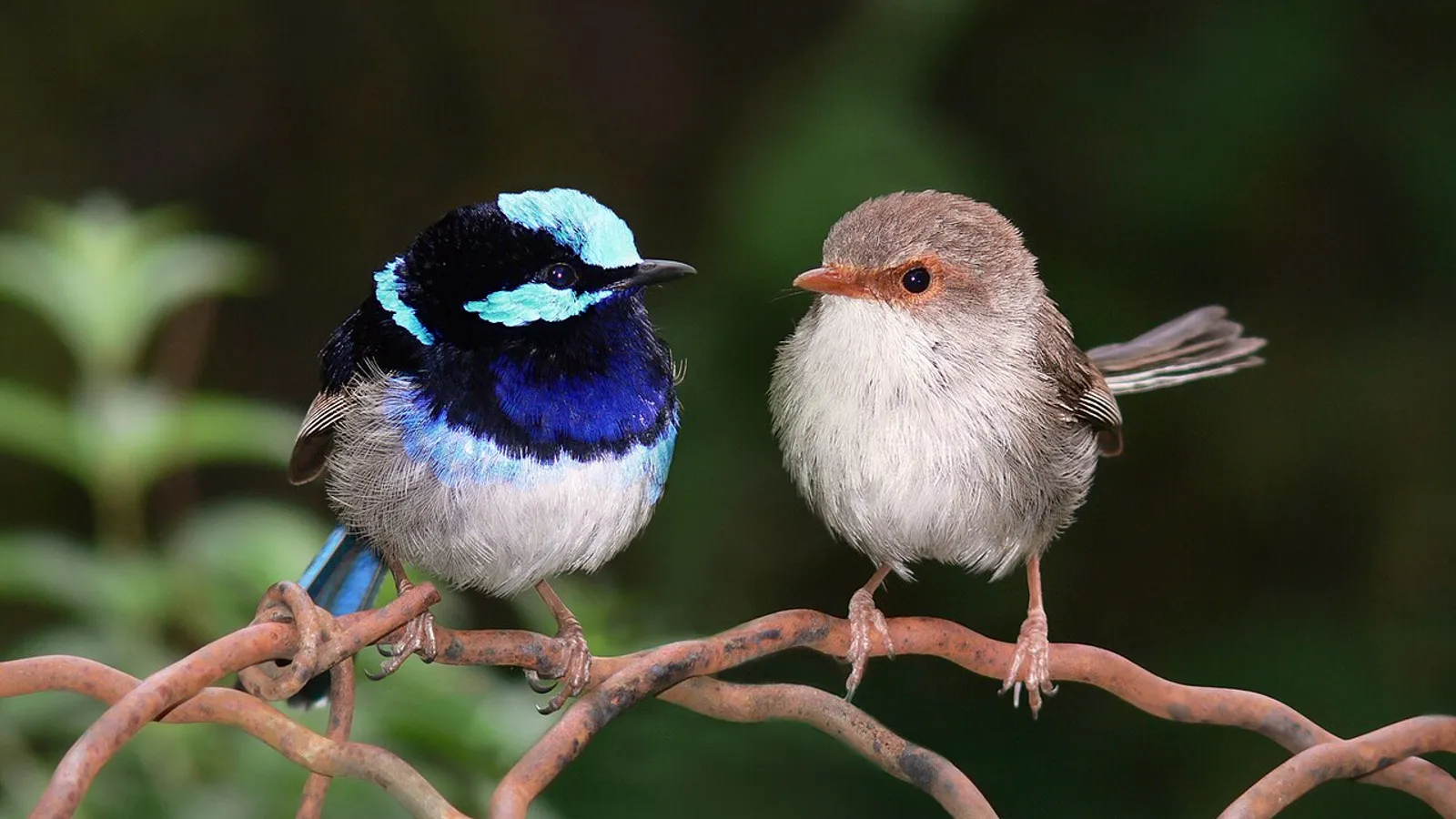 Superb fairywren (Malurus cyaneus)