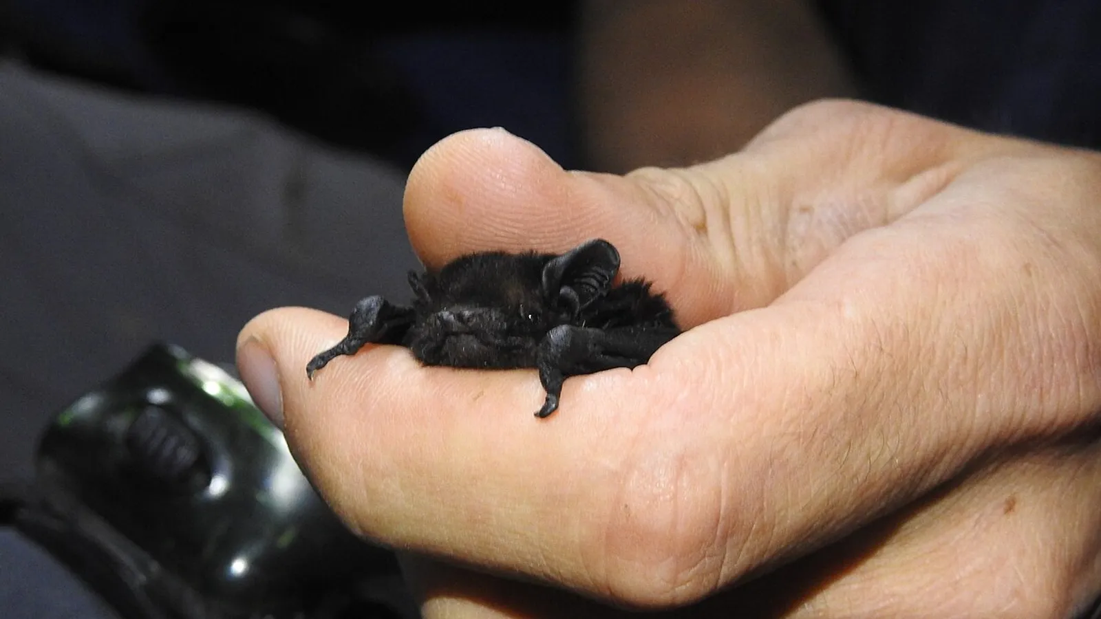 Pipistrello dalla coda lunga neozelandese (Chalinolobus tuberculatus)