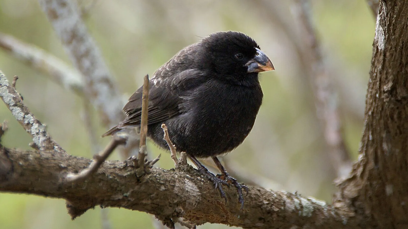 Medium ground finch (Geospiza fortis)