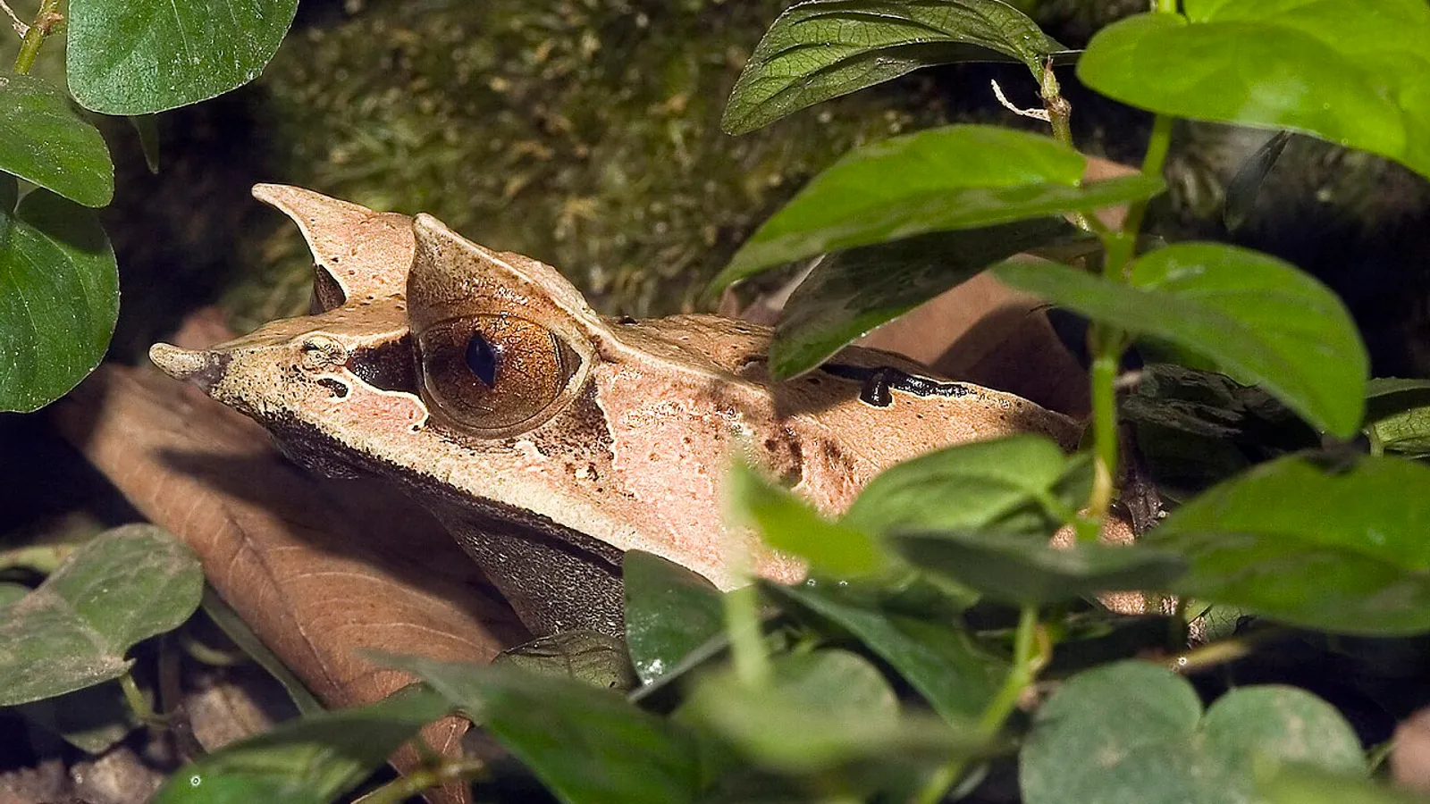 Rana cornuta del Borneo (Megophrys nasuta)