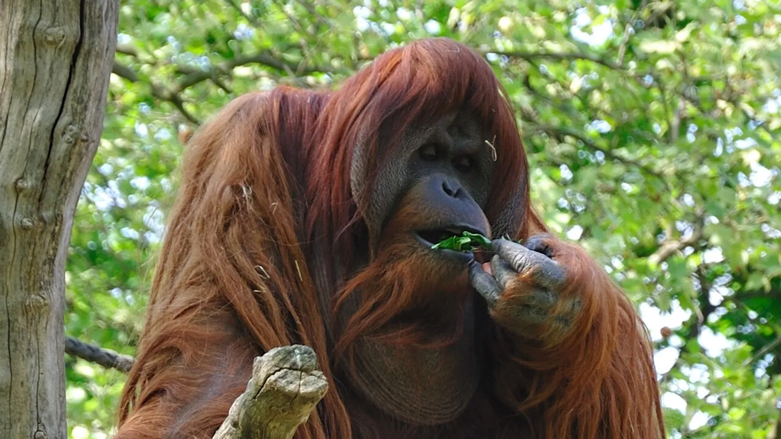 Orango del Borneo (Pongo pygmaeus)