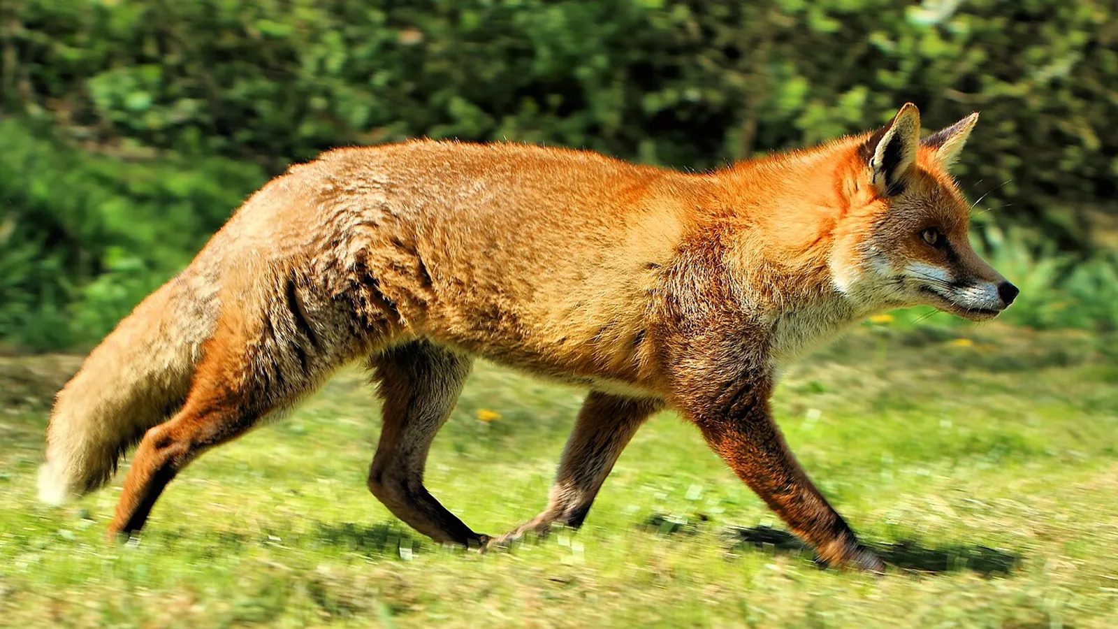 Red fox (Vulpes vulpes)