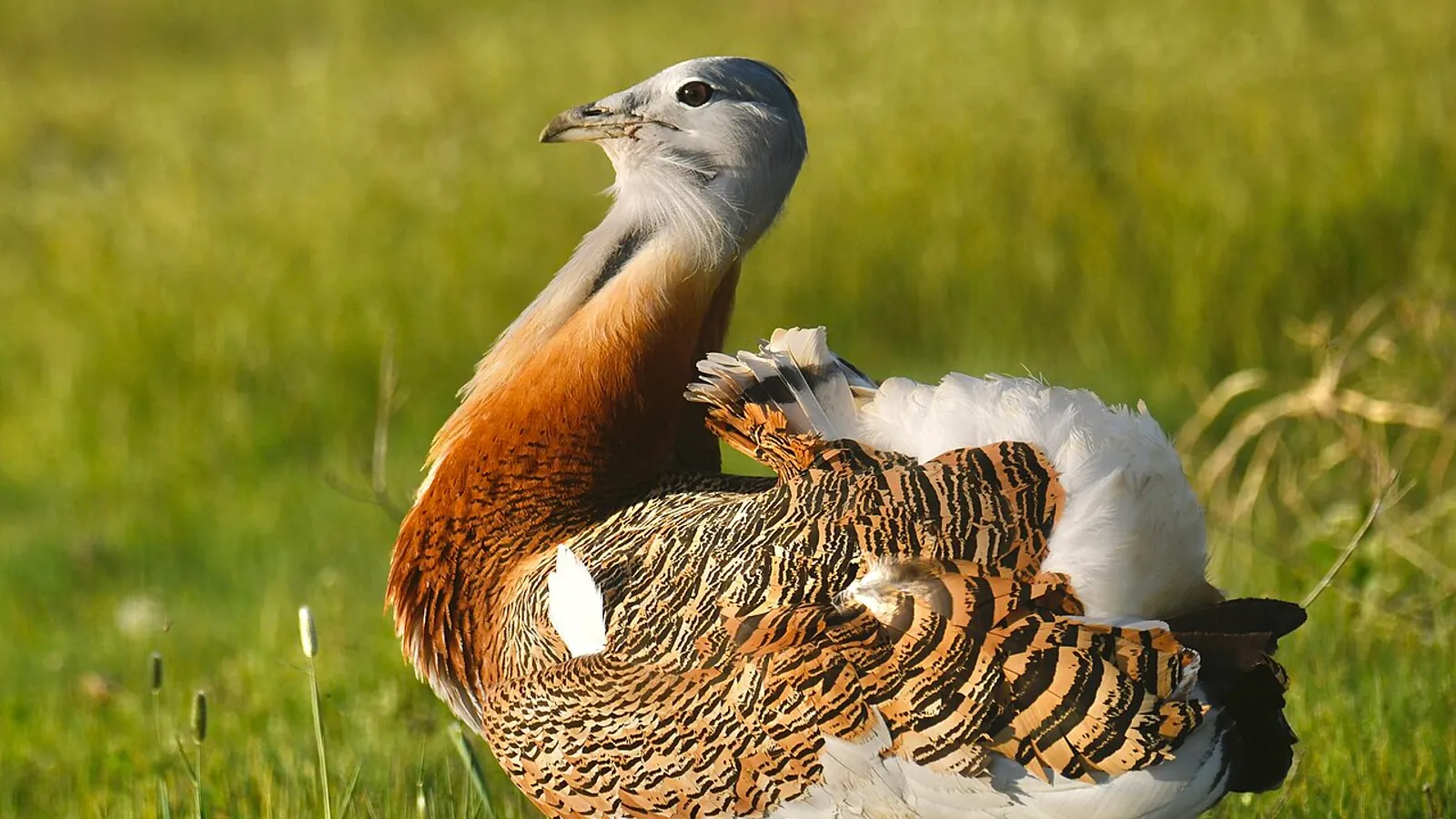 Otarda (Otis tarda)