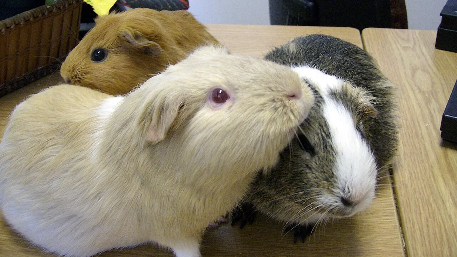 Cavia (Cavia porcellus)