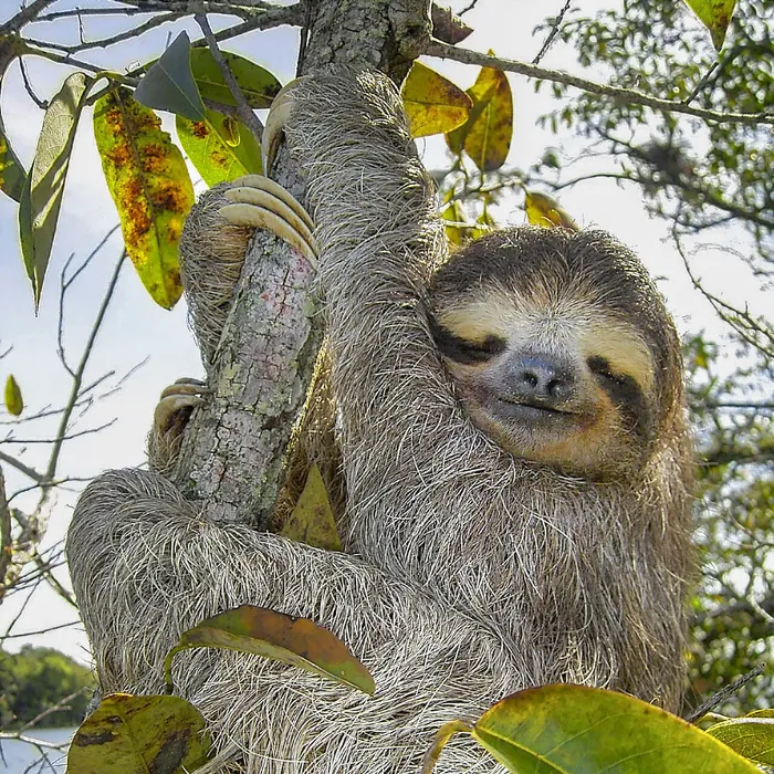 Bradipo tridattilo dalla gola bruna (Bradypus variegatus)
