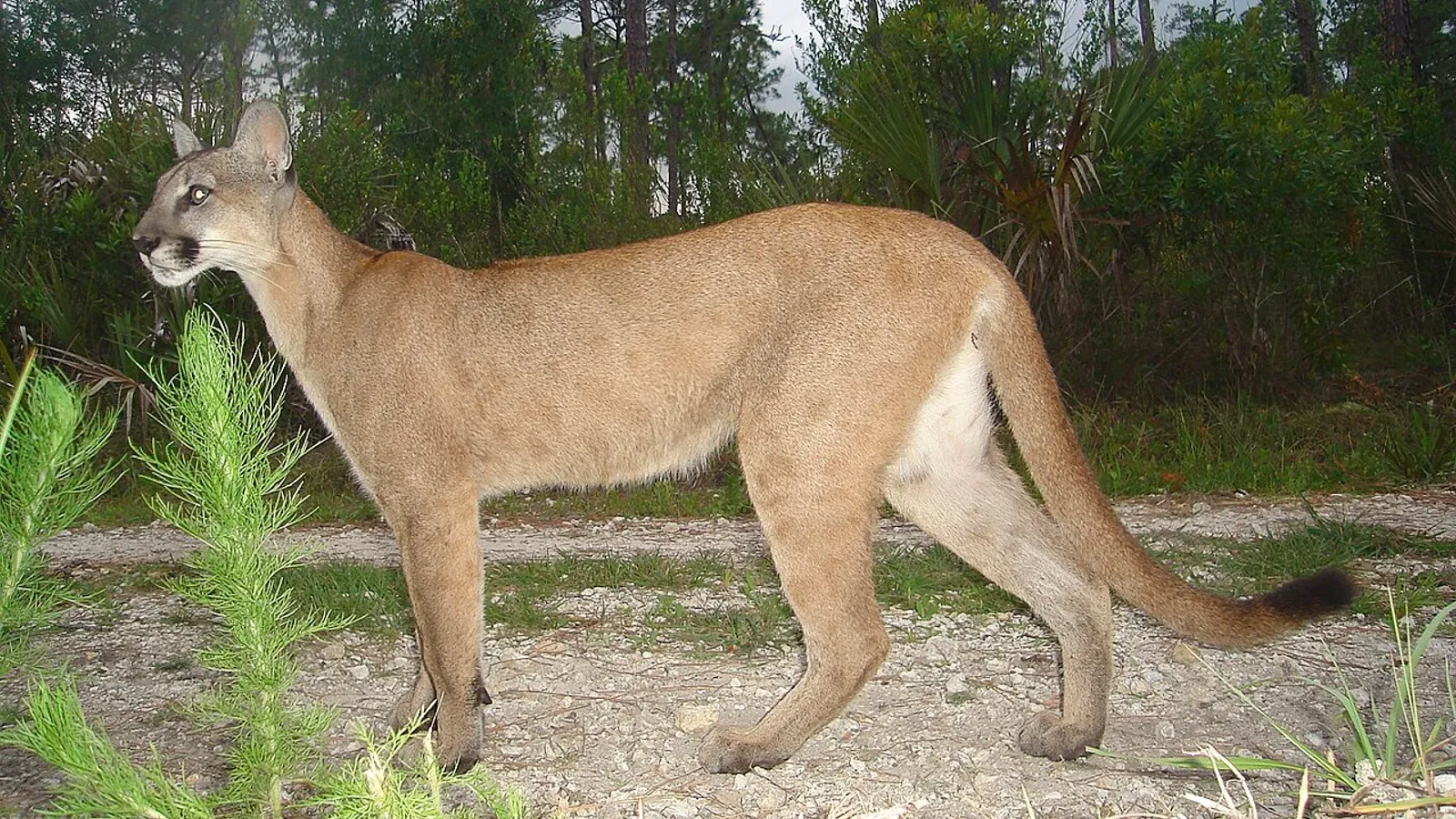 Puma (Puma concolor)