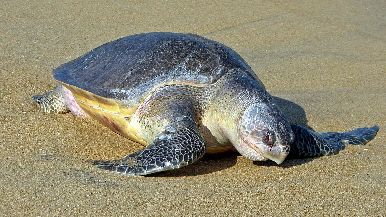 Tartaruga olivacea (Lepidochelys olivacea)