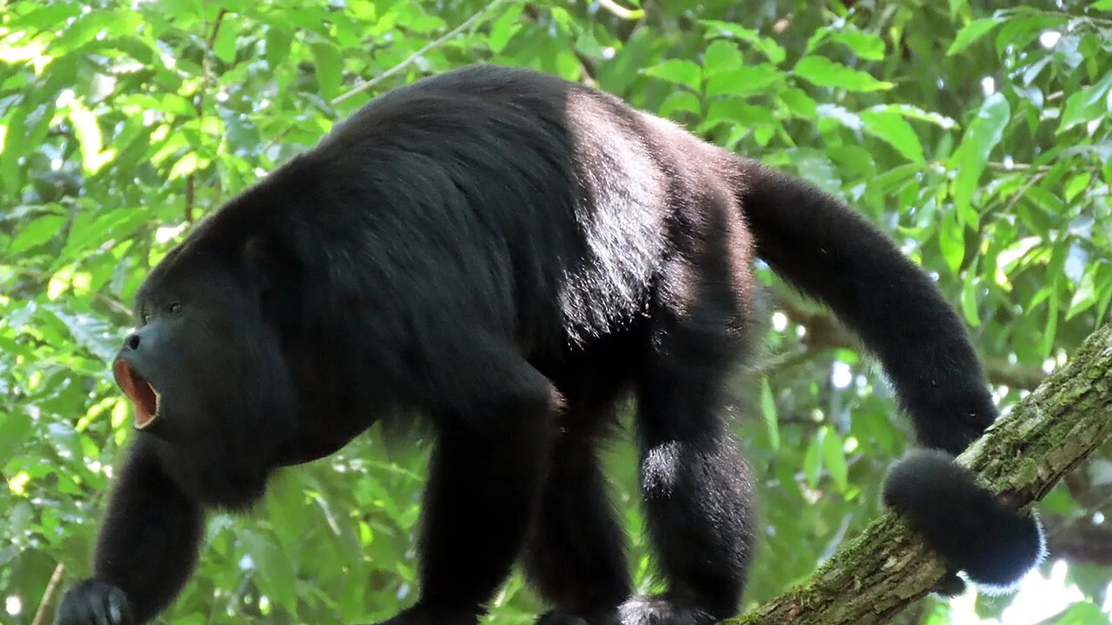 Black howler (Alouatta caraya)