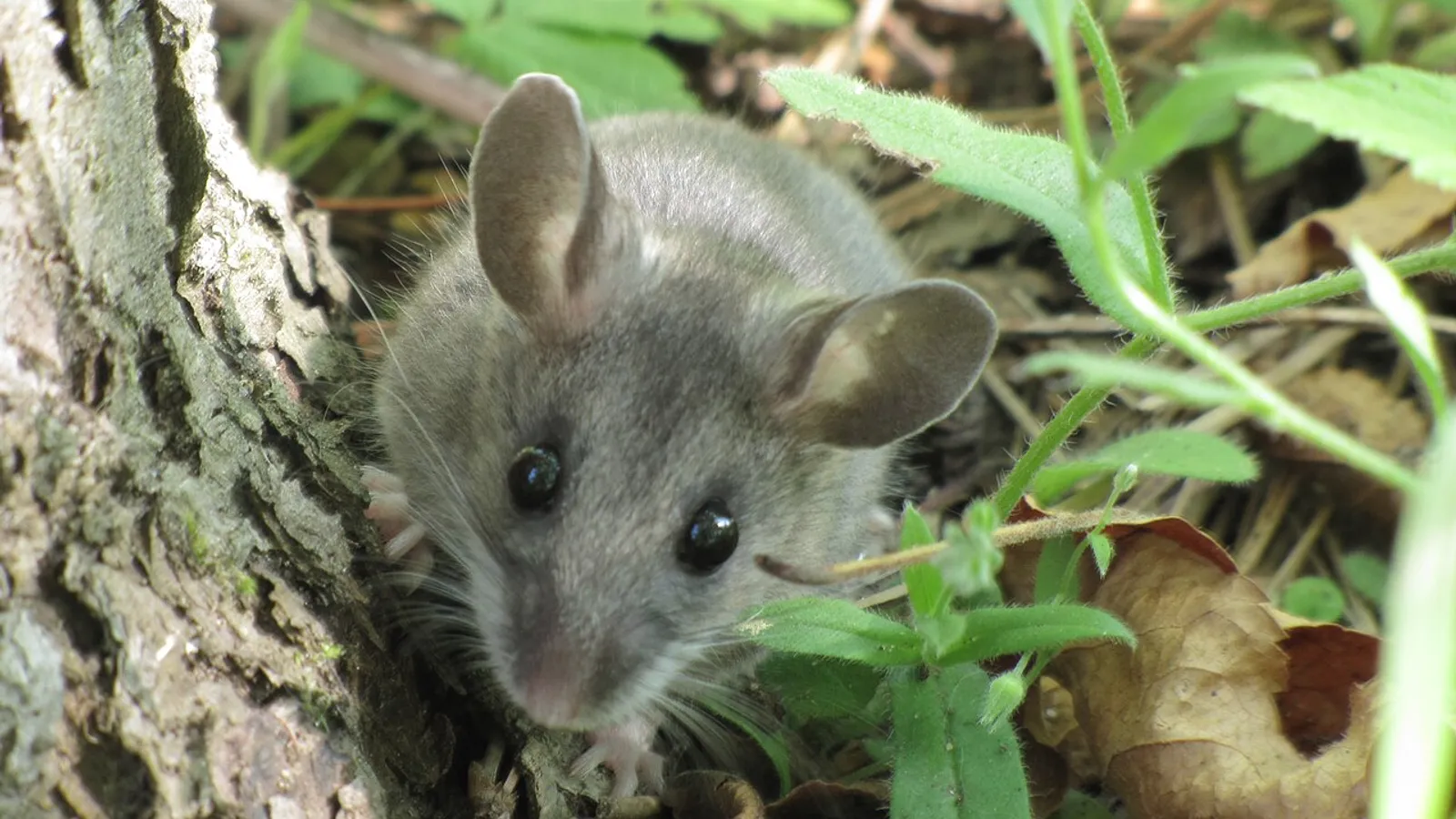 Topo cervo (Peromyscus maniculatus)