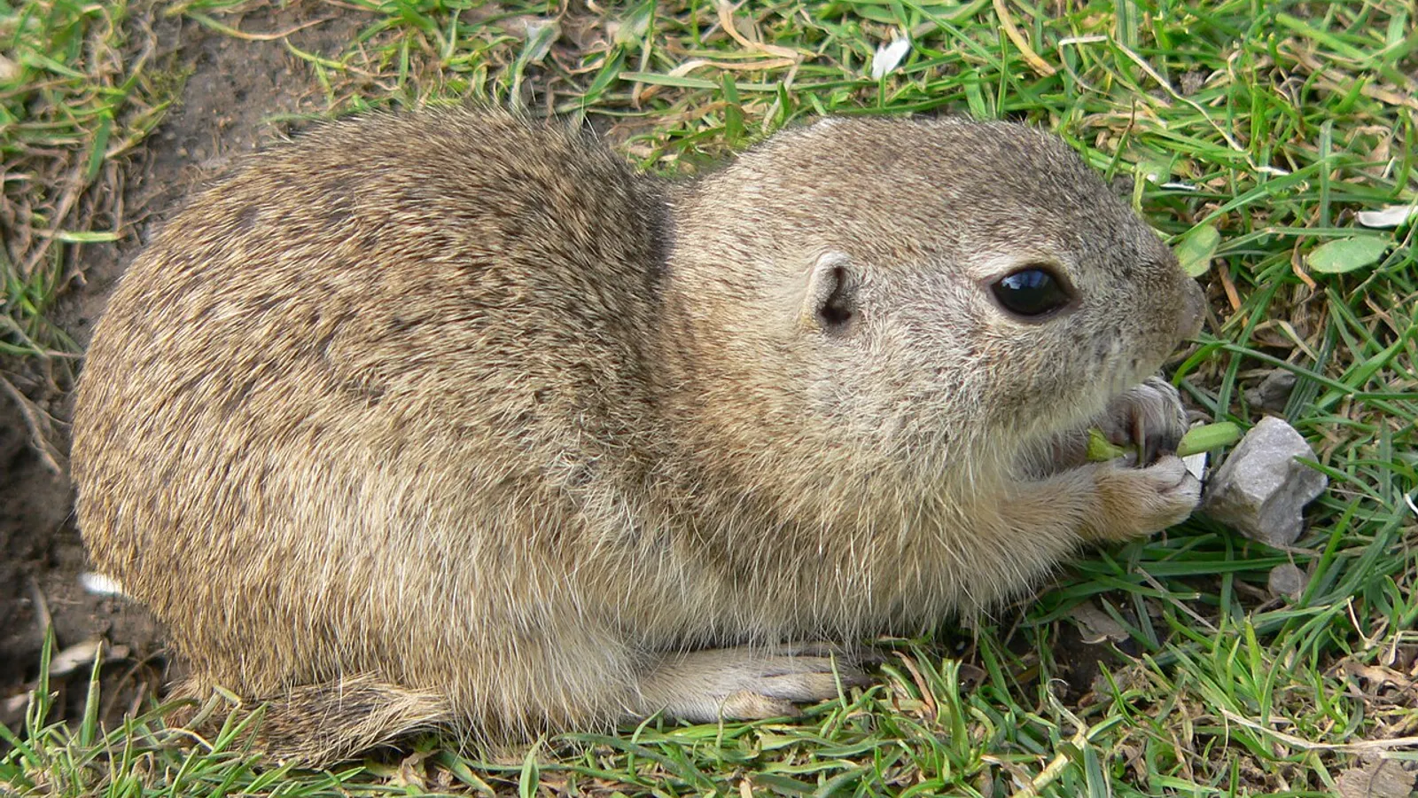 Scoiattolo di terra europeo (Spermophilus citellus)