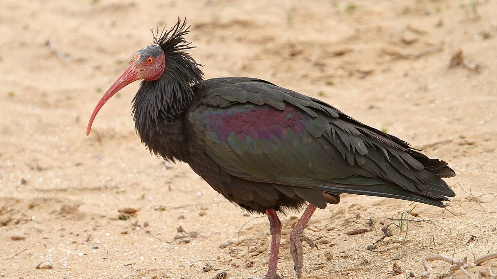 Ibis eremita (Geronticus eremita)