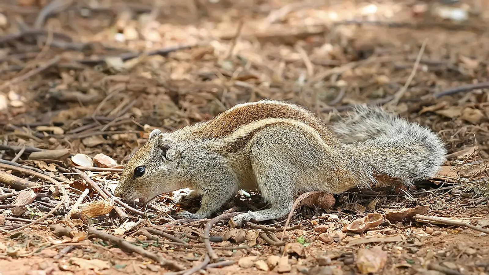 Scoiattolo palmato indiano (Funambulus palmarum)