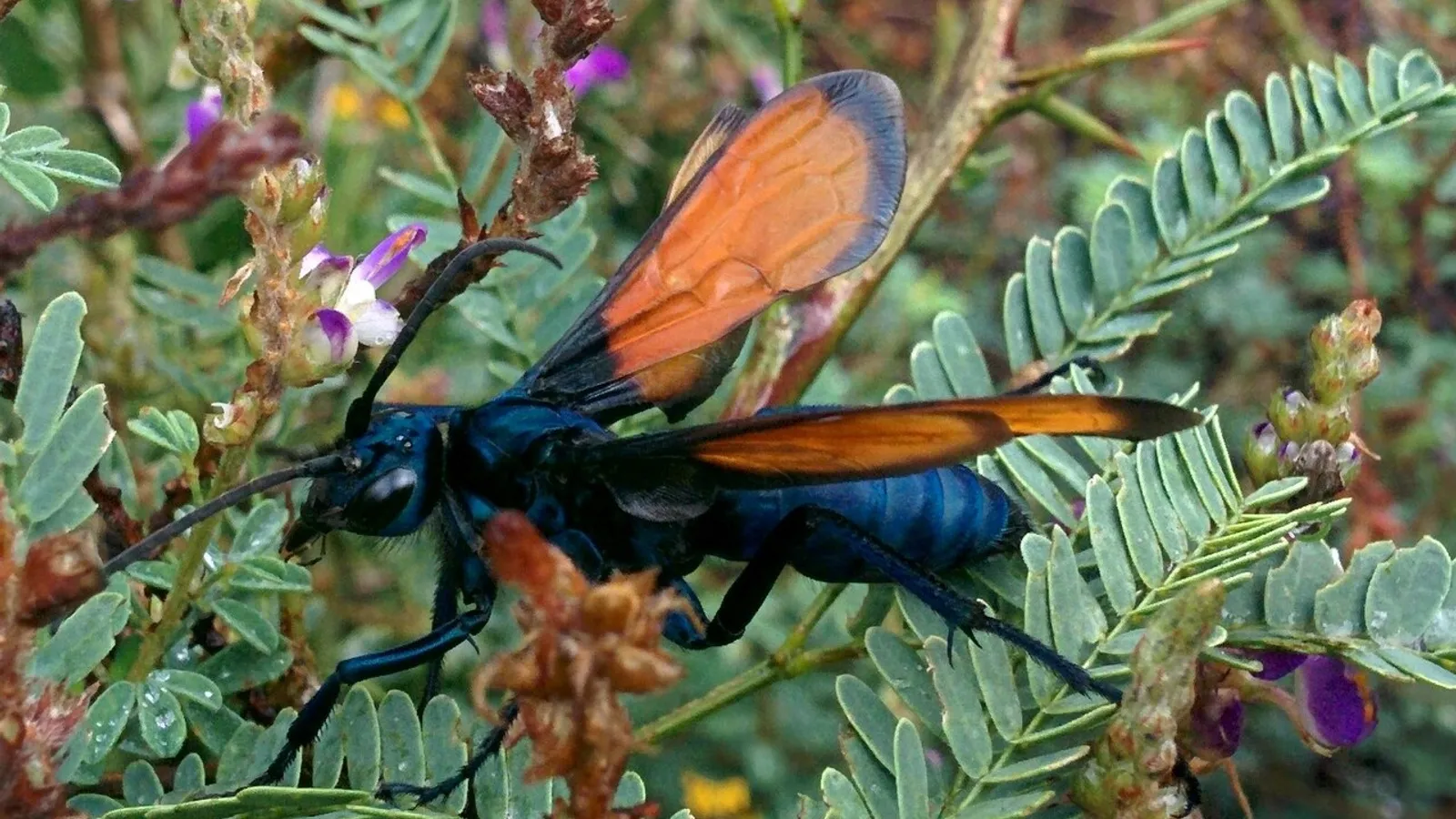 Vespa falco delle tarantole (Pepsis grossa)
