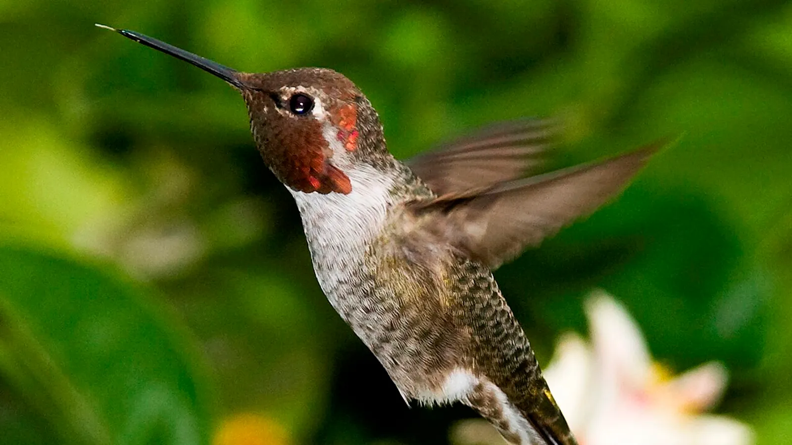 Colibrì di Anna (Calypte anna)