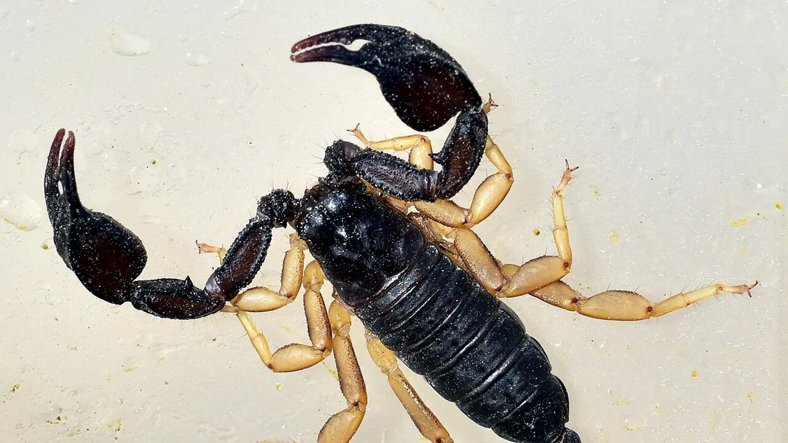 Scorpione europeo (Euscorpius flavicaudis)