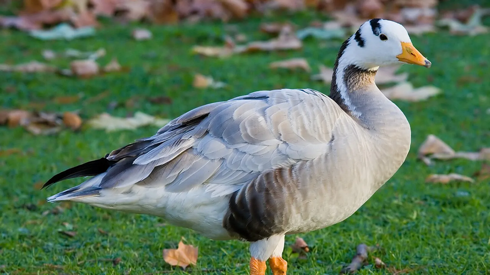 Bar-headed goose (Anser indicus)