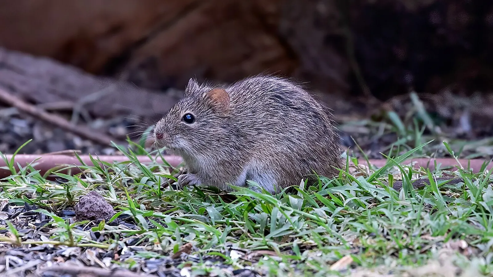 Ratto del cotone (Sigmodon hispidus)