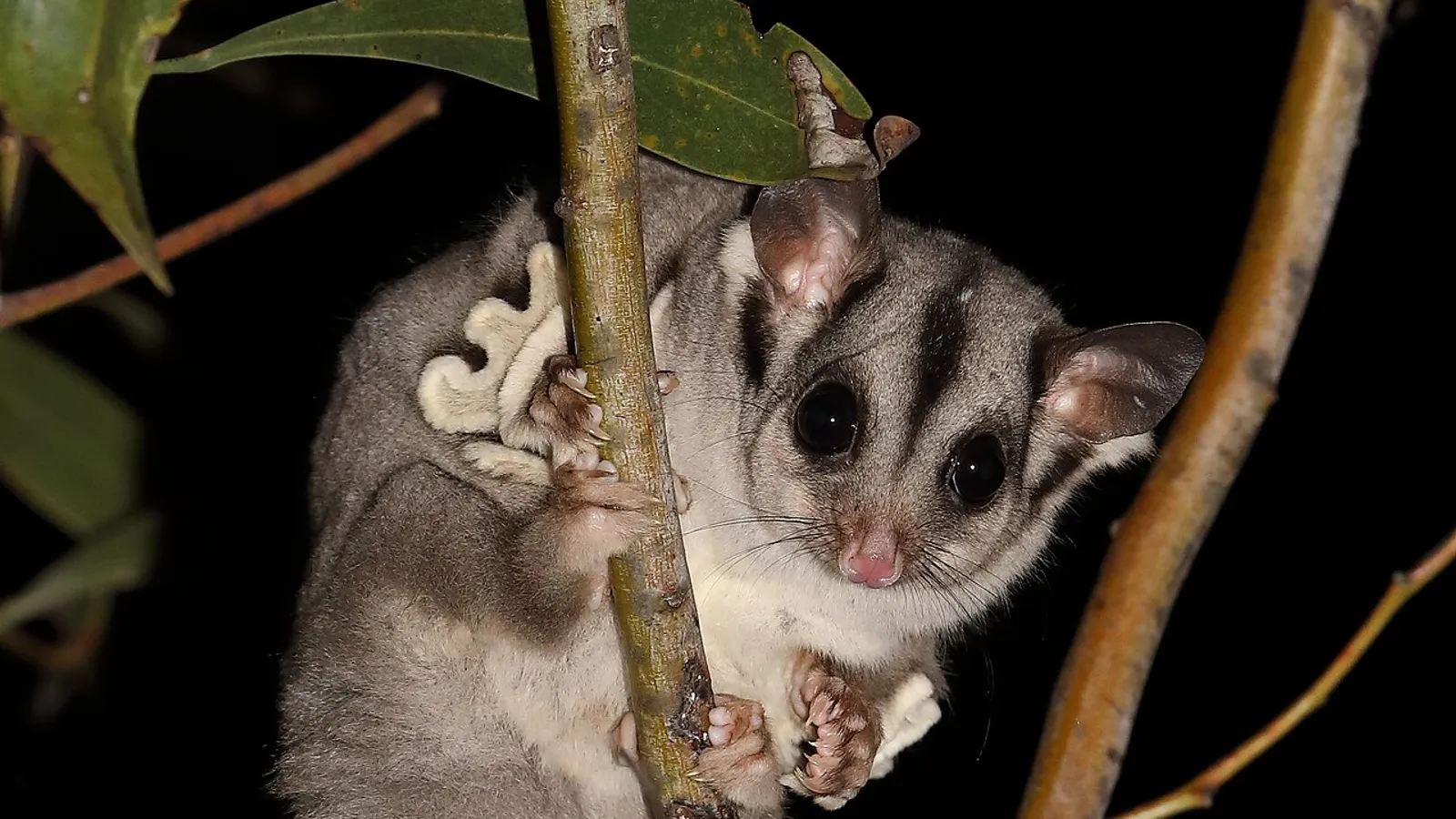 Petauro dello zucchero (Petaurus breviceps)