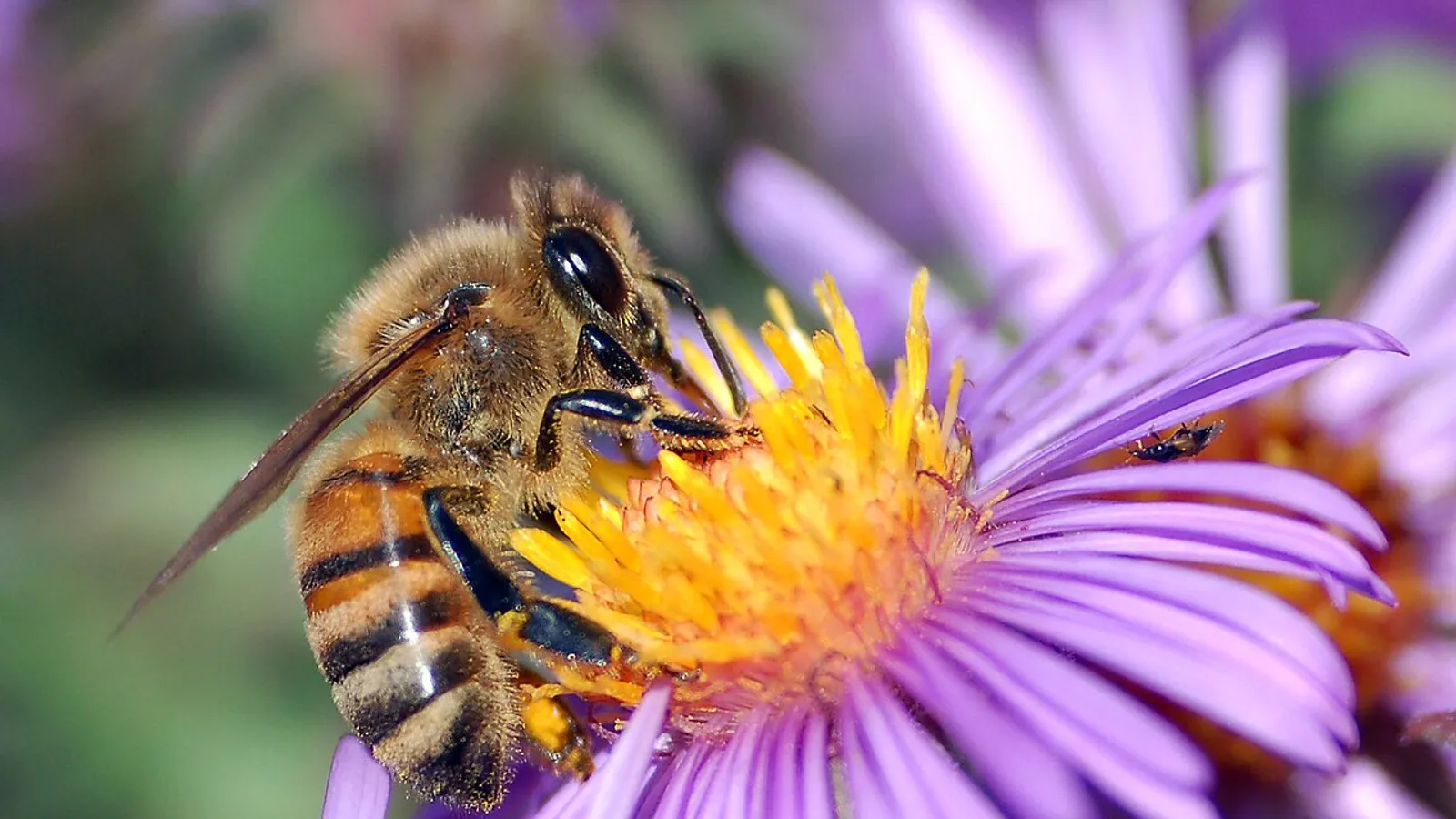 Ape europea (Apis mellifera)