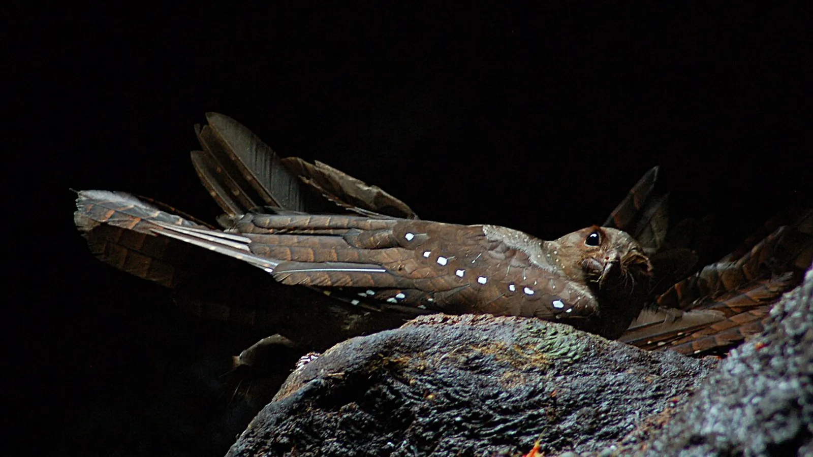 Guacharo (Steatornis caripensis)