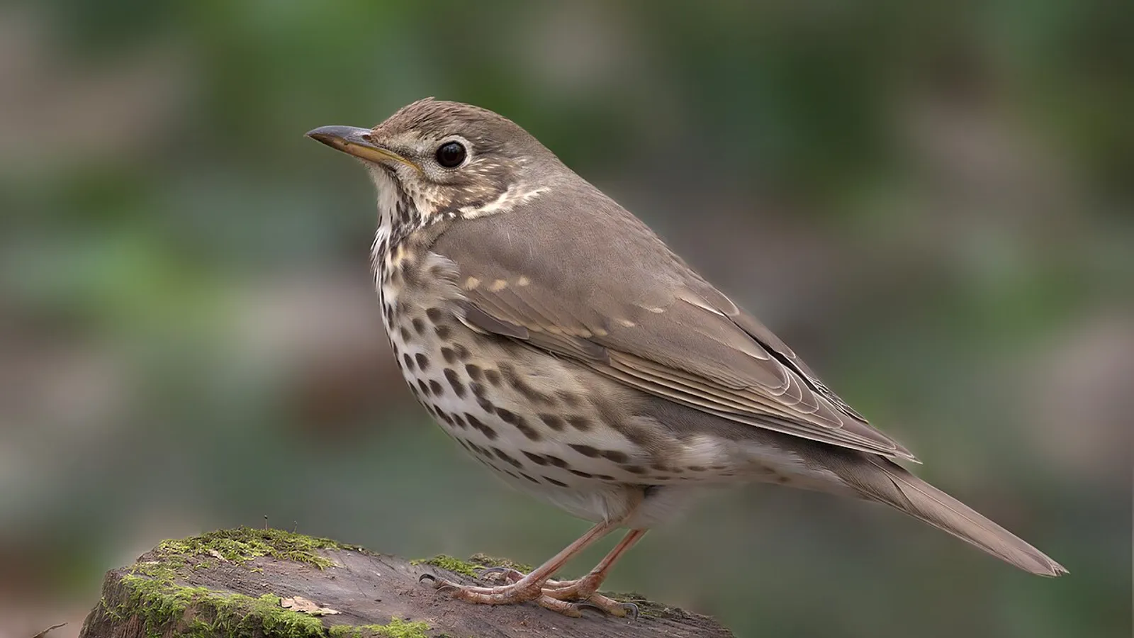 Song thrush (Turdus philomelos)