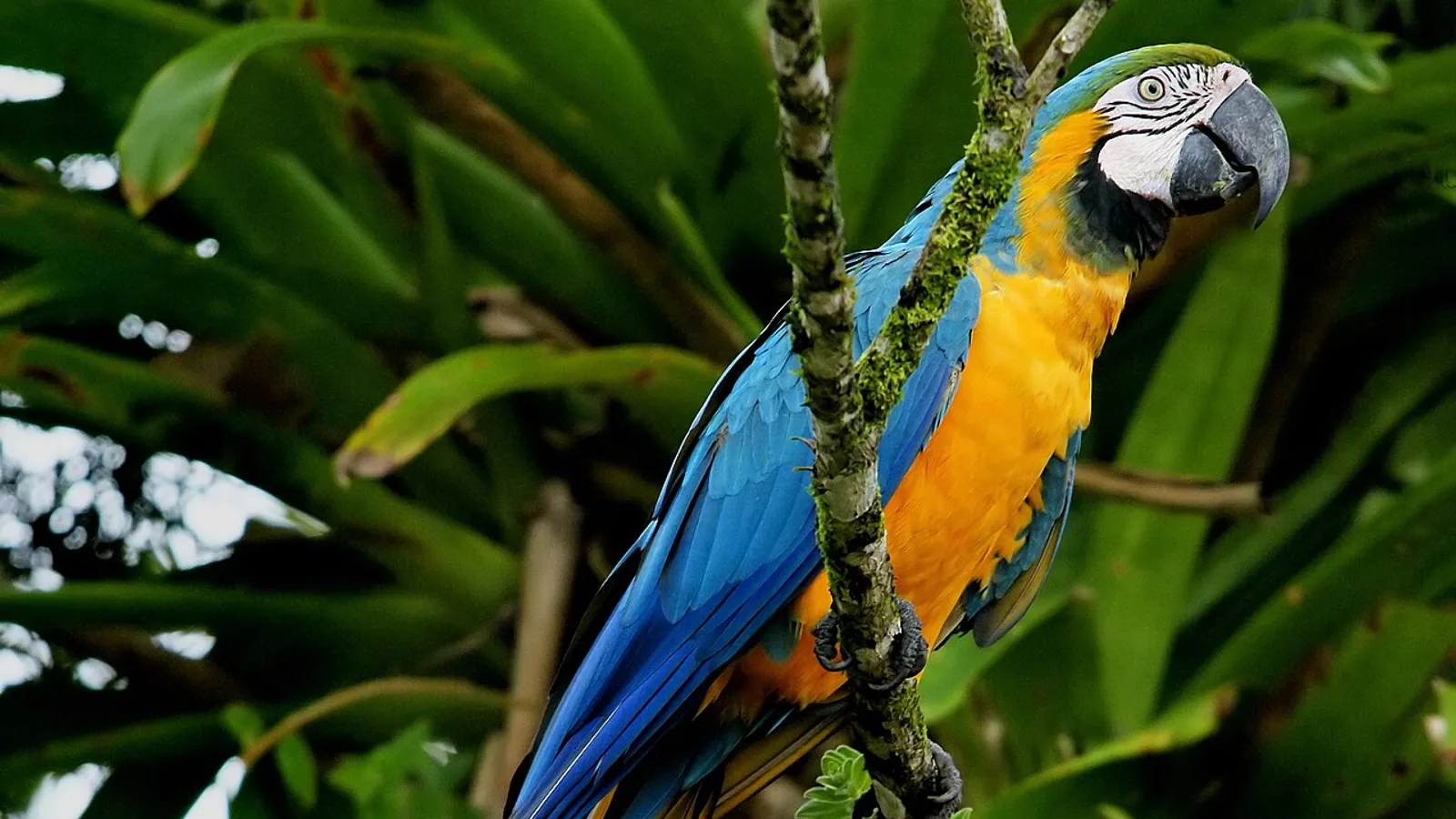 Ara giallo e blu (Ara ararauna)