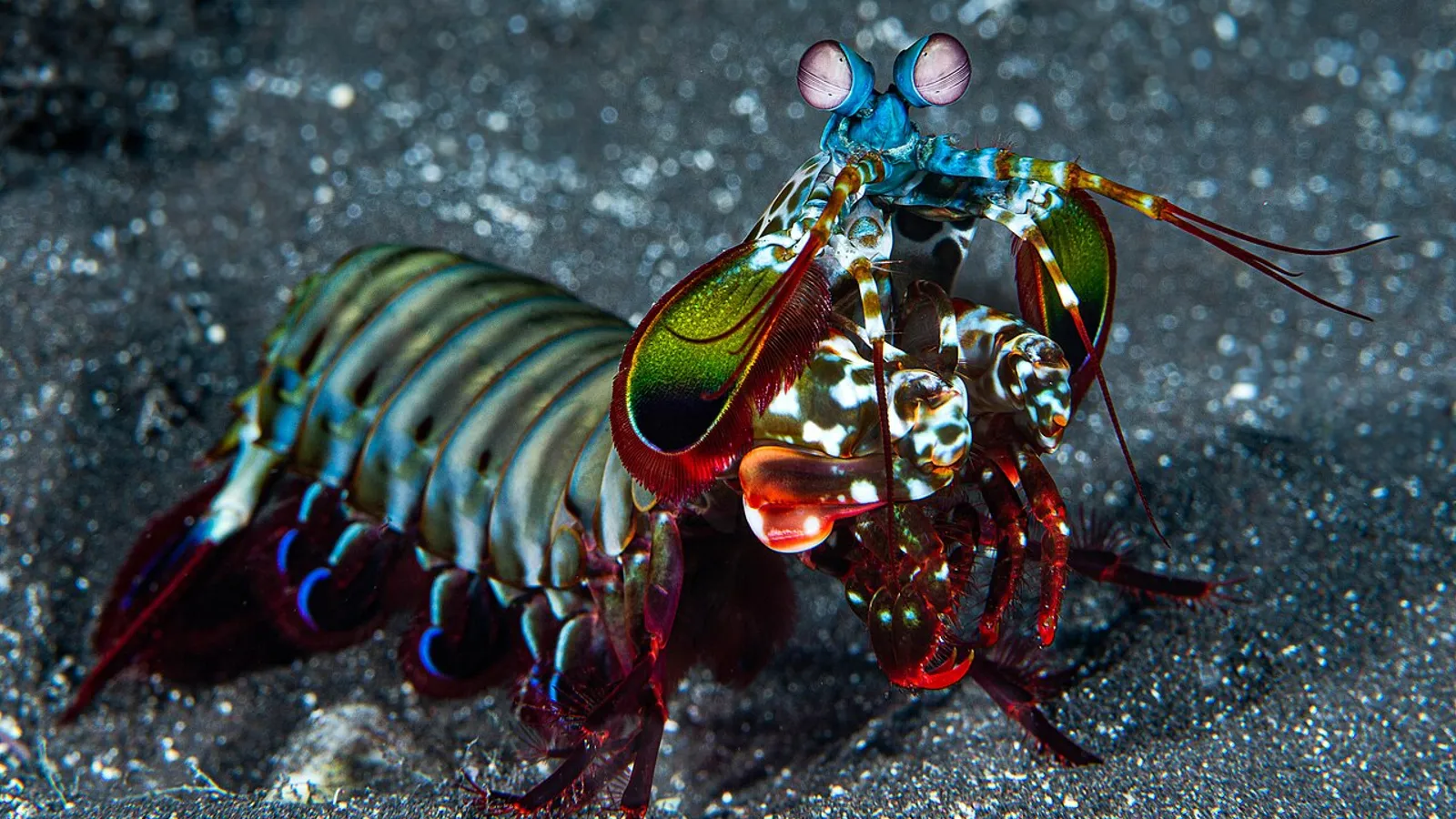 Canocchia pavone (Odontodactylus scyllarus)