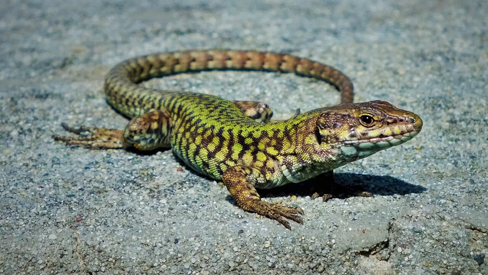 Lucertola muraiola (Podarcis muralis)