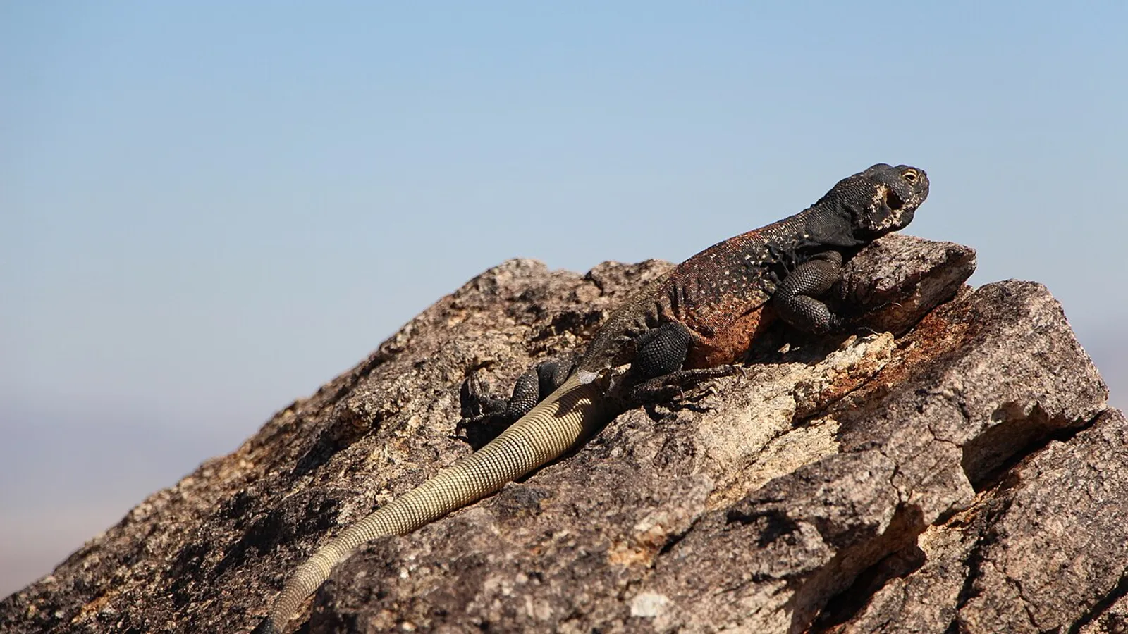 Iguana chuckwalla (Sauromalus ater)