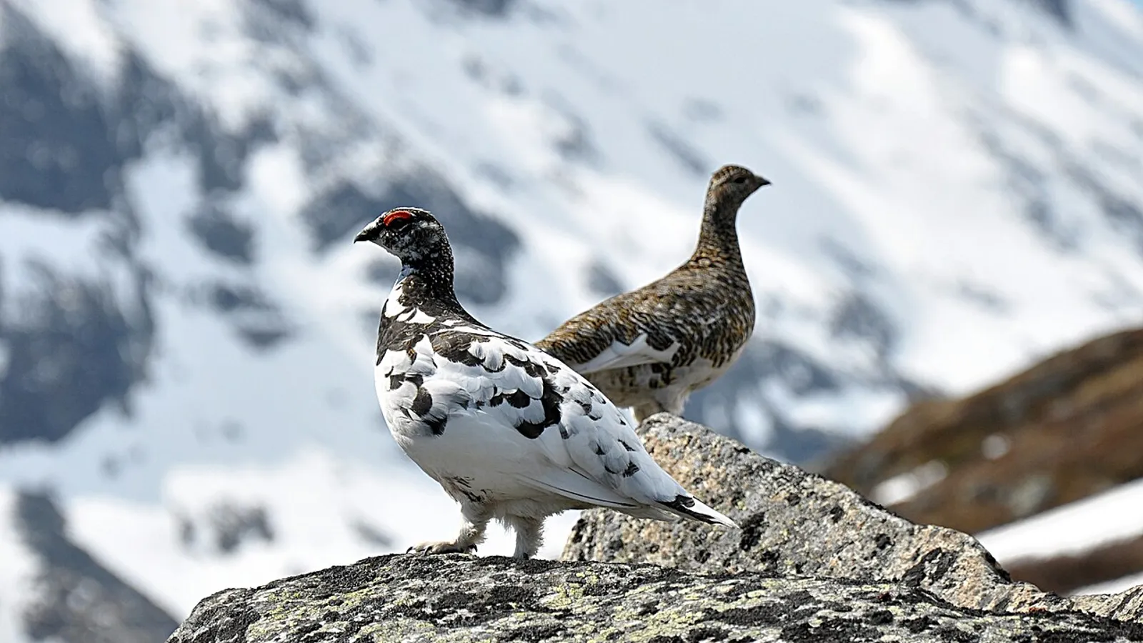 Pernice bianca (Lagopus muta)