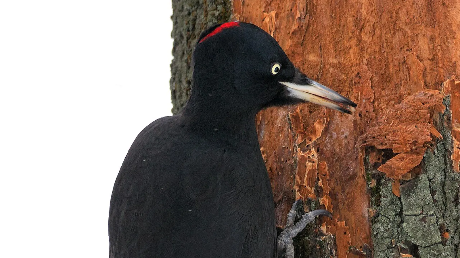 Black woodpecker (Dryocopus martius)