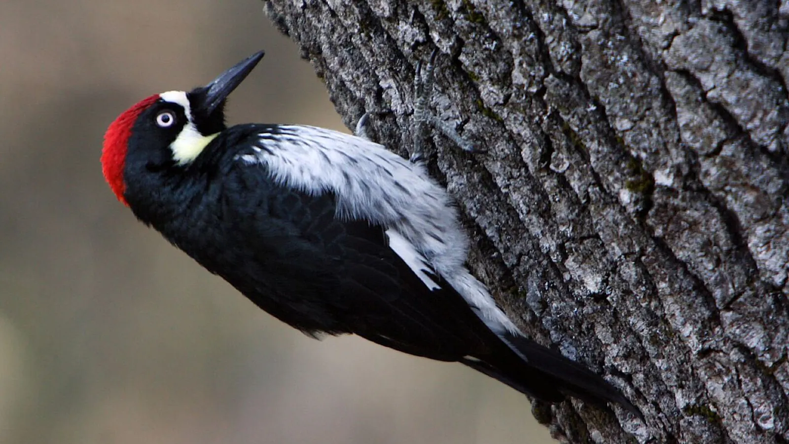 Acorn woodpecker (Melanerpes formicivorus)