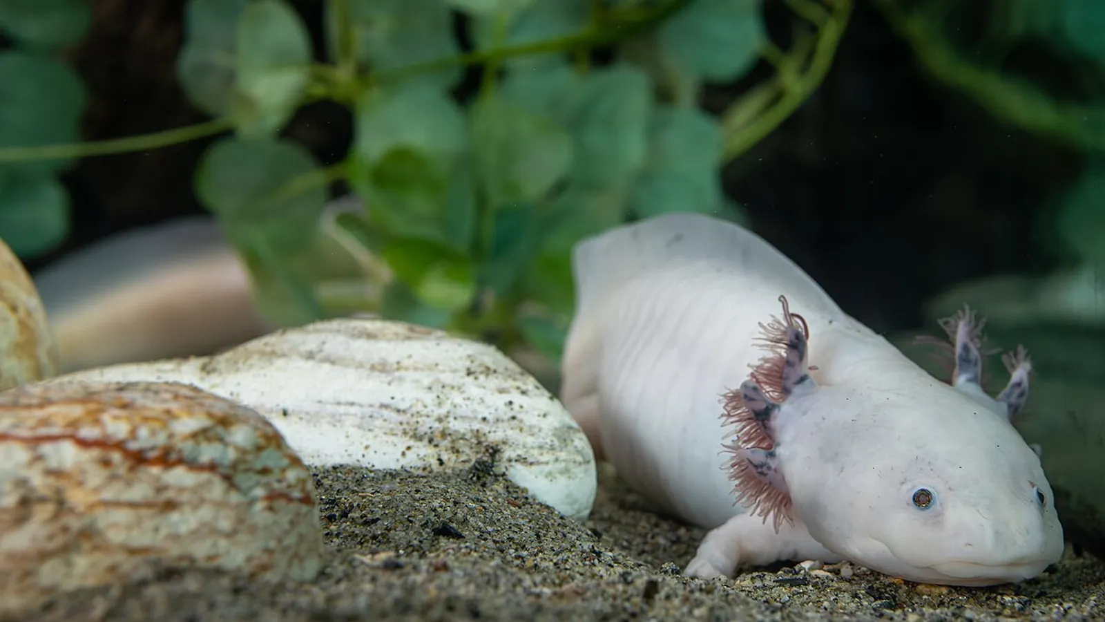 Axolotl (Ambystoma mexicanum)