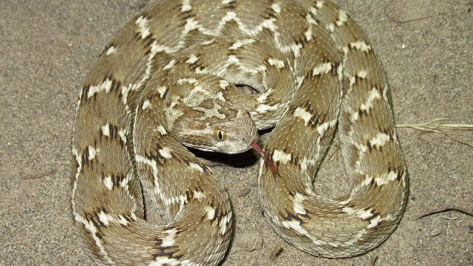 Vipera echide (Echis carinatus)