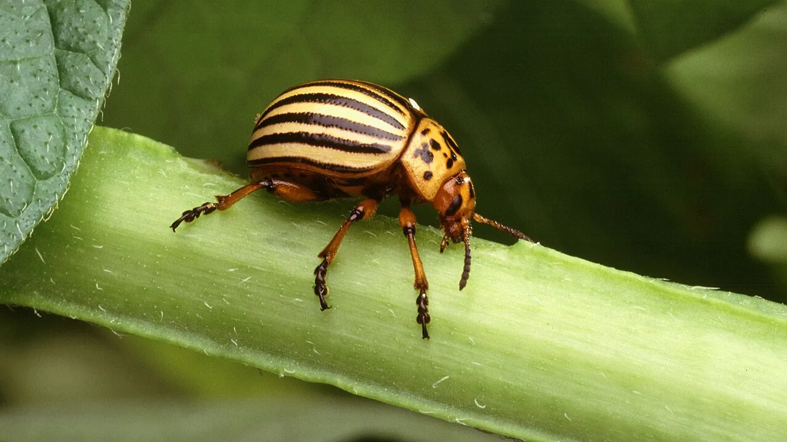 Dorifora della patata (Leptinotarsa decemlineata)