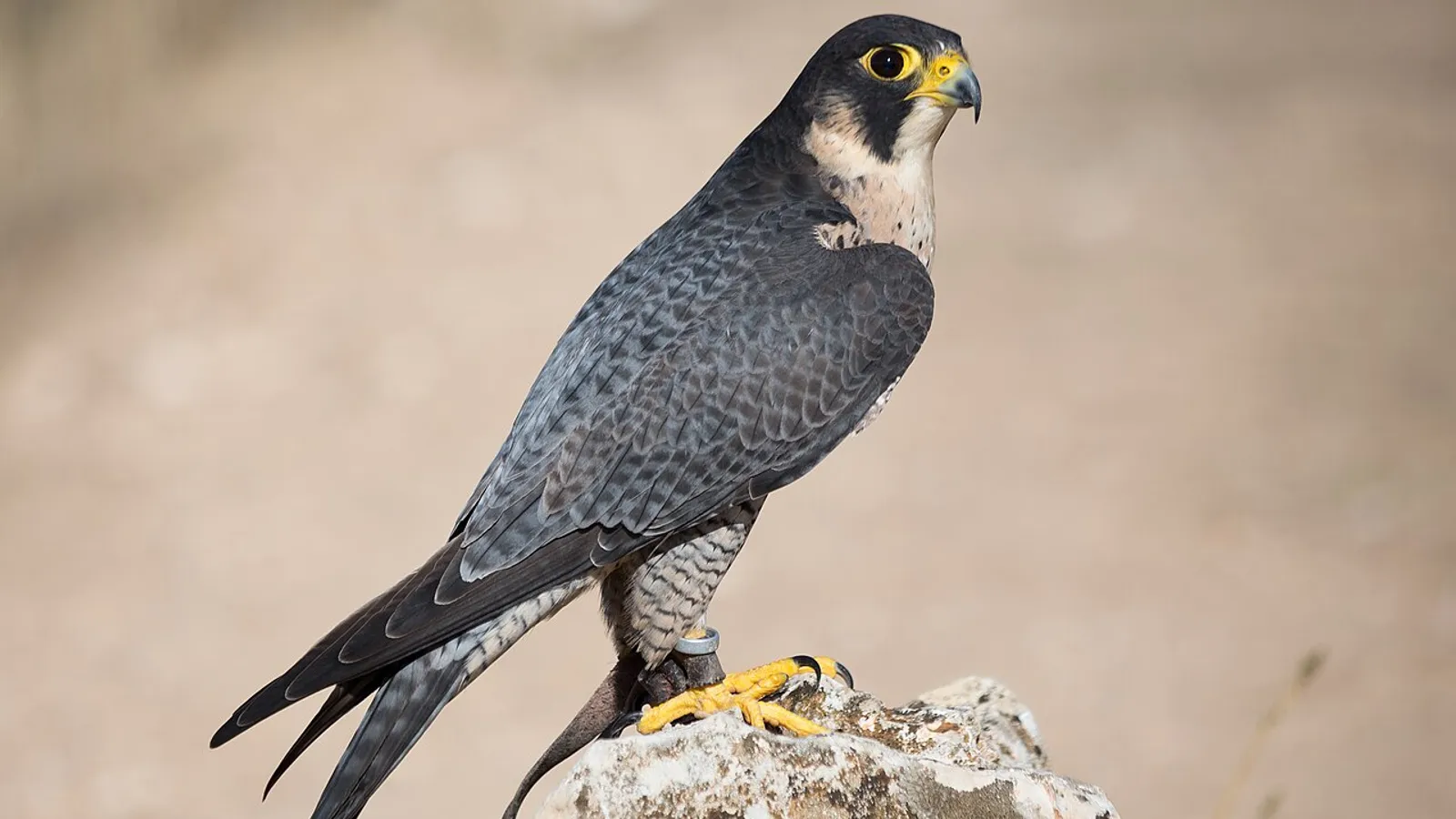 Falco pellegrino (Falco peregrinus)