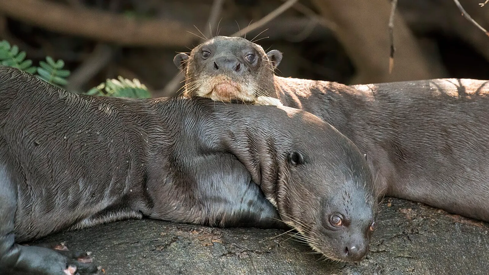 Giant otter (Pteronura brasiliensis)