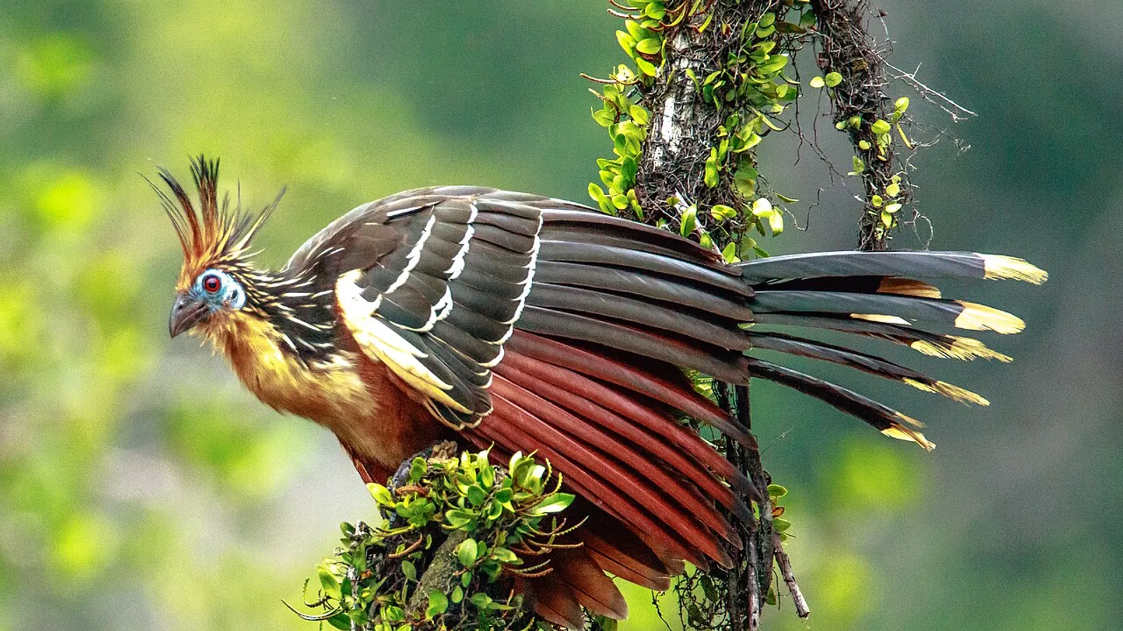 Hoatzin (Opisthocomus hoazin)