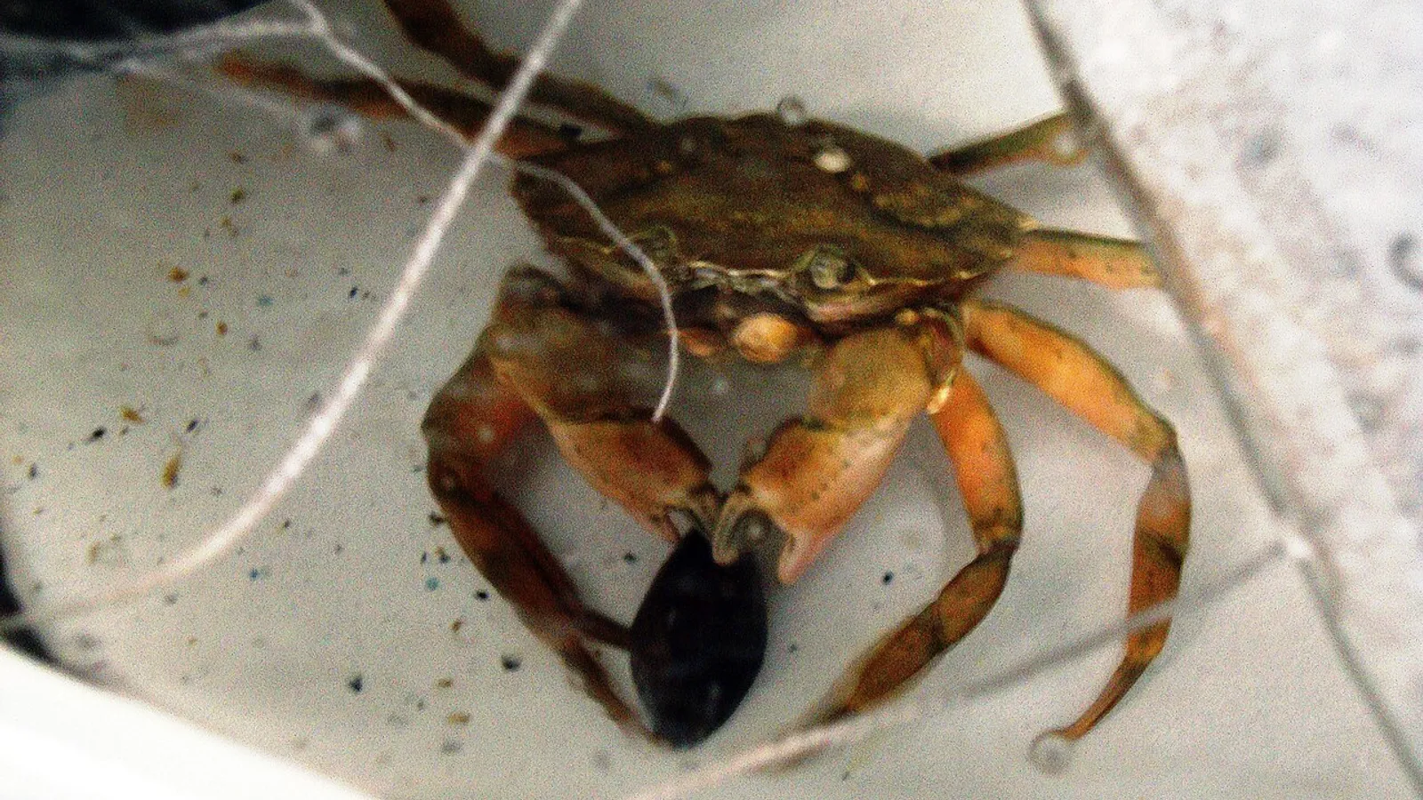 Granchio verde (Carcinus maenas)