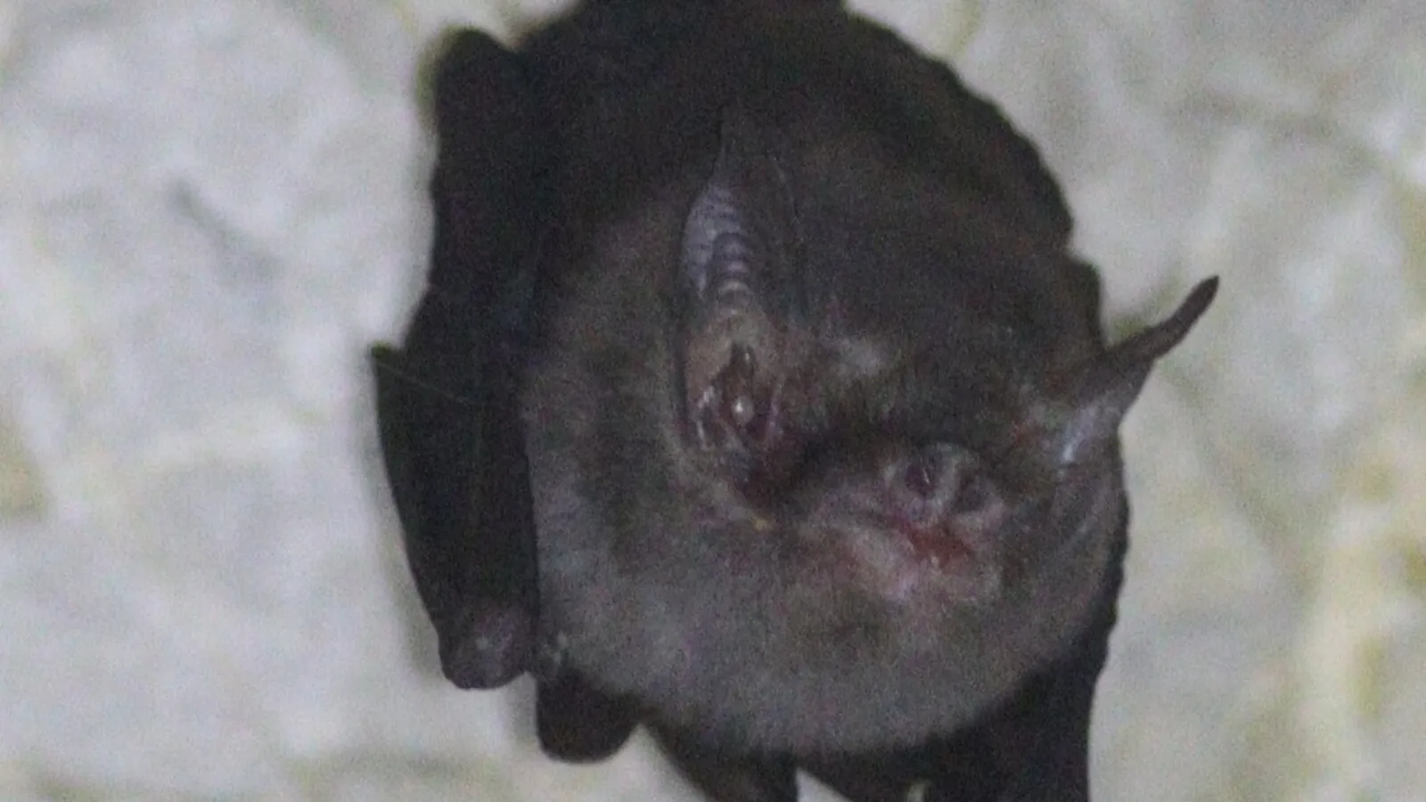 Pipistrello calabrone (Craseonycteris thonglongyai)