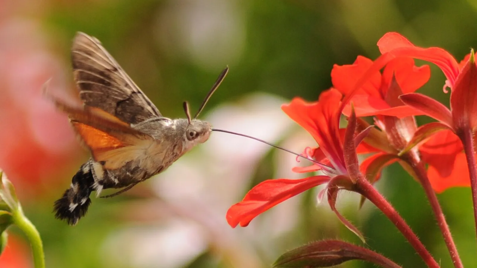 Sfinge colibrì (Macroglossum stellatarum)