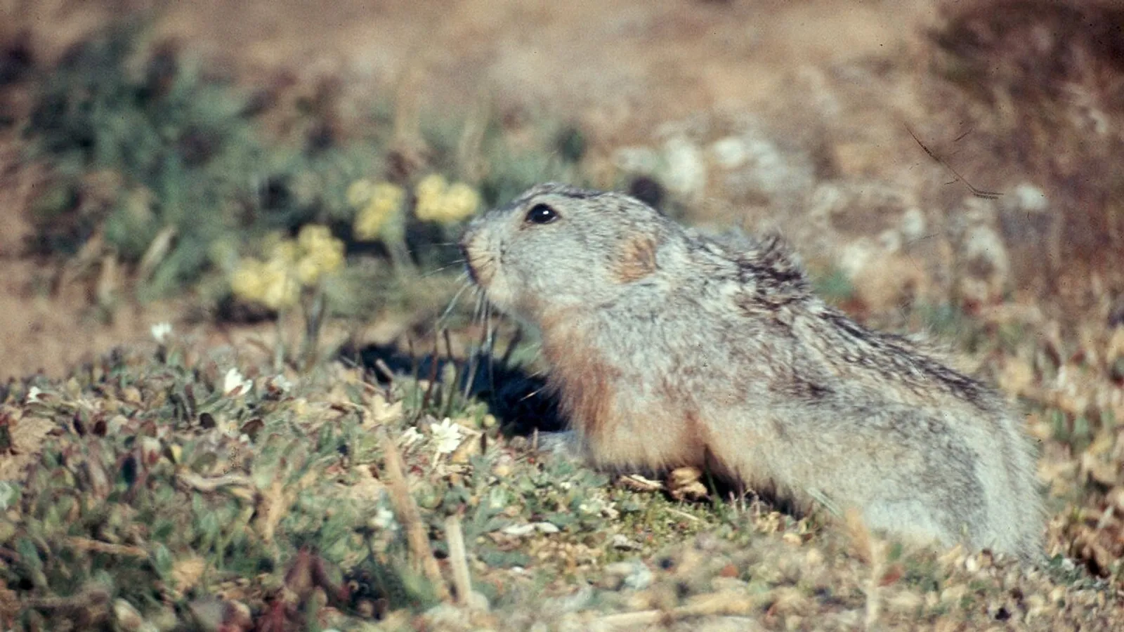 Lemming dal collare (Dicrostonyx groenlandicus)