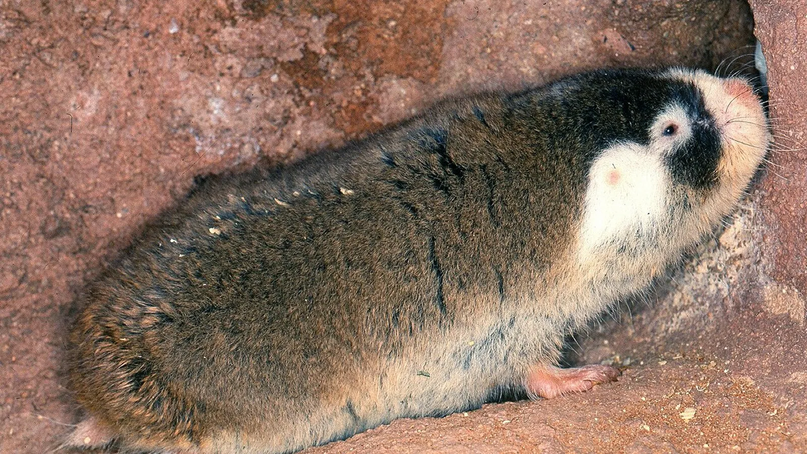 Cape mole-rat (Georychus capensis)
