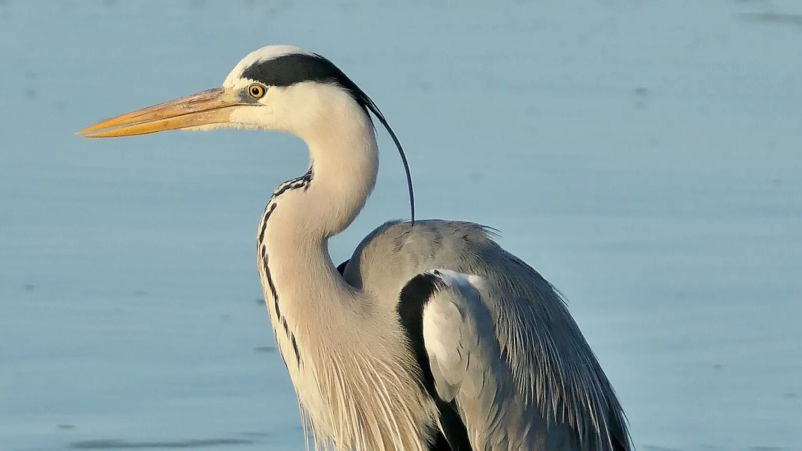 Airone cenerino (Ardea cinerea)