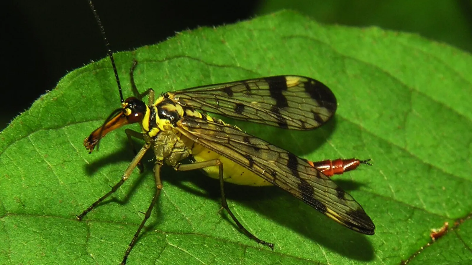 Common scorpionfly (Panorpa communis)