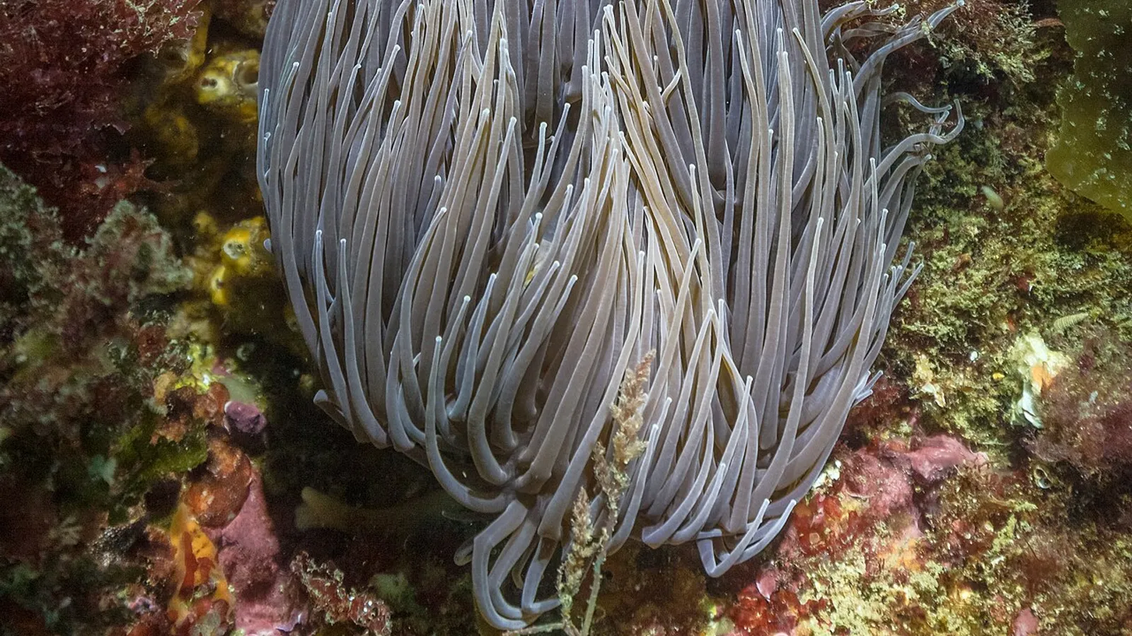 Anemone di mare (Anemonia viridis)